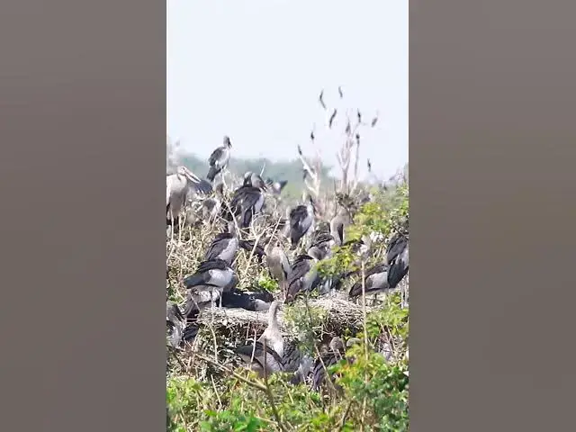 'Video thumbnail for Wild bird & Nest a lot birs EP 26 #birds #nestbird #birdalot #birdfeed #birdeat'