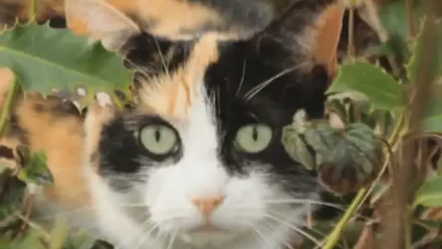 'Video thumbnail for 15 Organic Ways to Keep Cats Out of Your Garden'