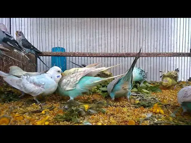 'Video thumbnail for Colorful Budgies Discover the Most Beautiful Mutations! 💖💚'