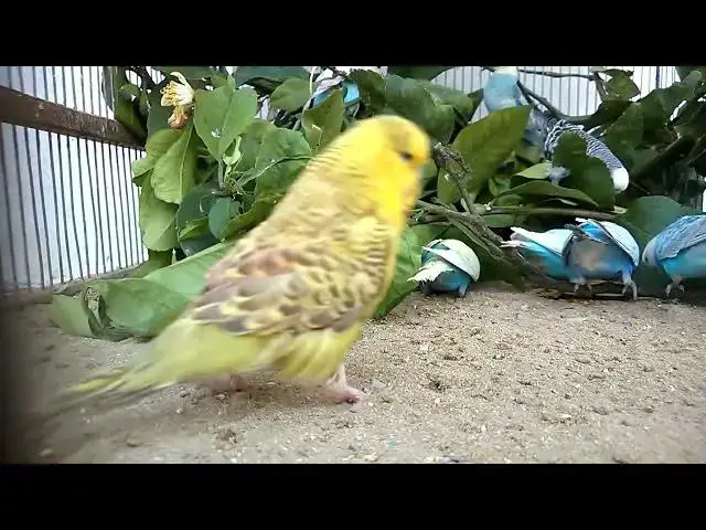 'Video thumbnail for Budgies Singing to Music'
