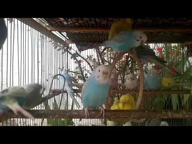'Video thumbnail for 🌈 Budgies in All Colors – Living Rainbows! 🐦'