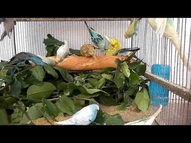 'Video thumbnail for Budgie Laughing Moments'