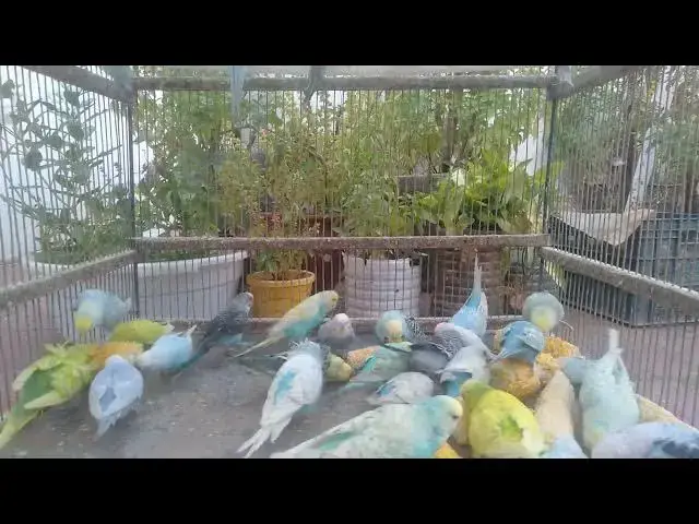 'Video thumbnail for Shocking Budgie Makeover! 💅🐦 Before & After Colors#BudgieTransformation #PetMakeover #BirdBeauty'