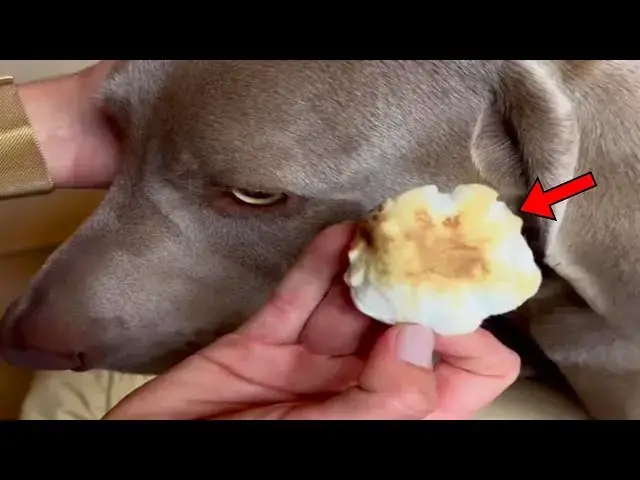'Video thumbnail for Woman Notices Strange Substance On Her Dog. When She Discovers What It Actually Is, She Turns Pale'