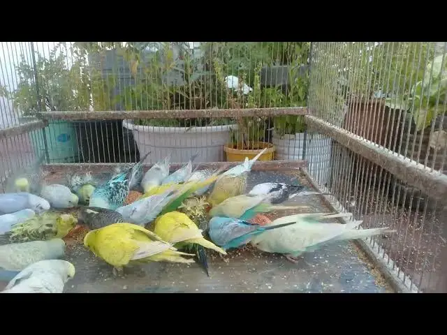 'Video thumbnail for Budgie Color Mutations A Rainbow of Beauty! 🌈 #Shorts'