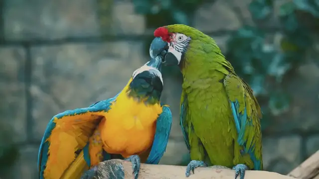 'Video thumbnail for The Fascinating World of Parrots: Beyond the Rainbow'