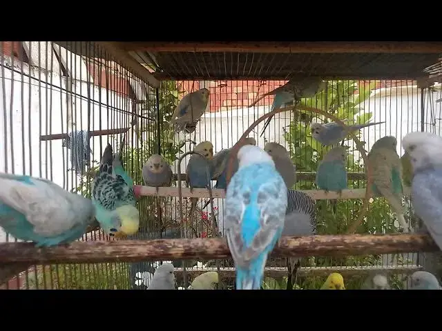 'Video thumbnail for ✨🌈 GENETICALLY ENGINEERED PROFITS Budgie Breeding SECRETS! 🧬 Discover the MOST LUCRATIVE Breeds an'