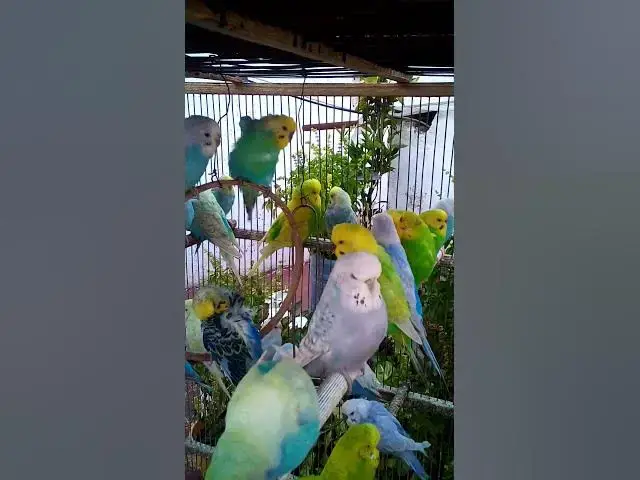 'Video thumbnail for Cutest Birds & Pets Ever!  U S #animals  #birds  #cute  #funny #viralshorts #usa  #love #funnyvideo'