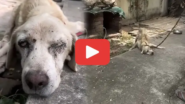 'Video thumbnail for Left to Starve, Then Sold鈥擳he Dog Whose Tears Went Unheard'