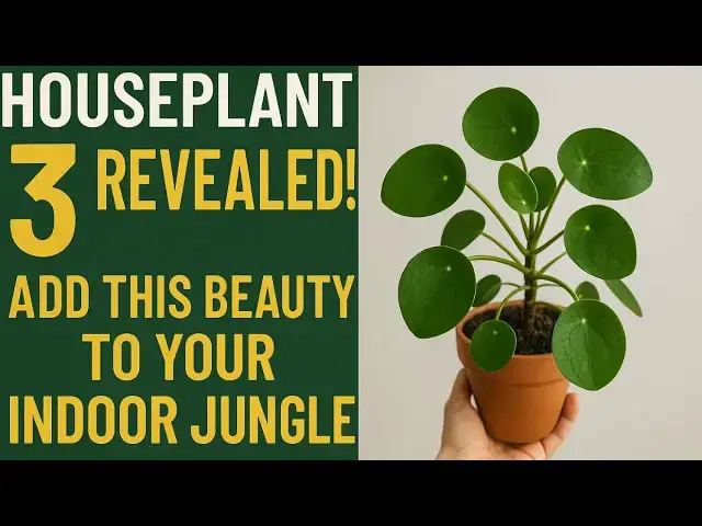 'Video thumbnail for 🪴 Houseplant Number 3 Revealed! Add This Beauty to Your Indoor Jungle'