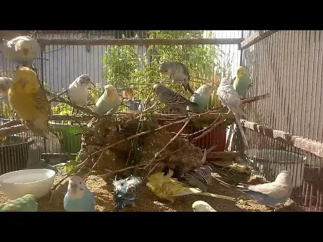 'Video thumbnail for The Joy of Budgie Life Tips for a Beautiful Bird Experience! 🌈✨'