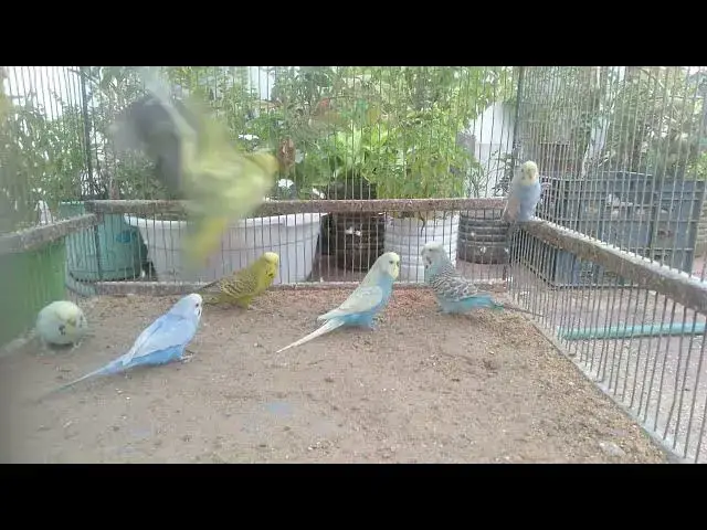 'Video thumbnail for No Music, No Voice – Just Pure Bird Love ❤️'
