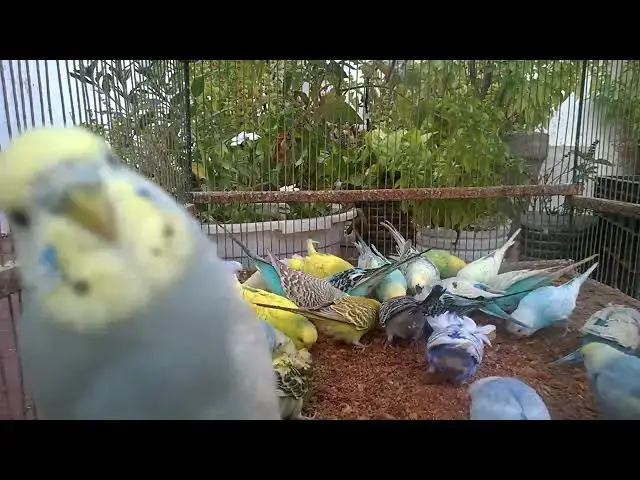'Video thumbnail for When Your Budgie Has ZERO Chill 🤪🔥'