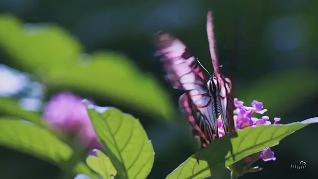 'Video thumbnail for Pink Butterfly'
