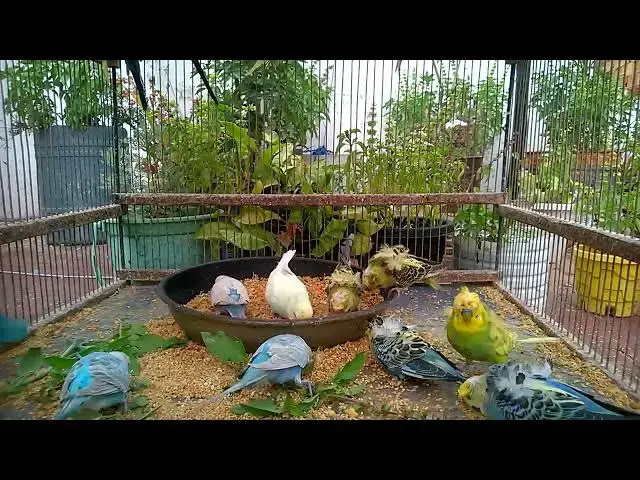 'Video thumbnail for Get Ready to Smile The Funniest Budgie Moments! 😂💚 #BeautifulColors'