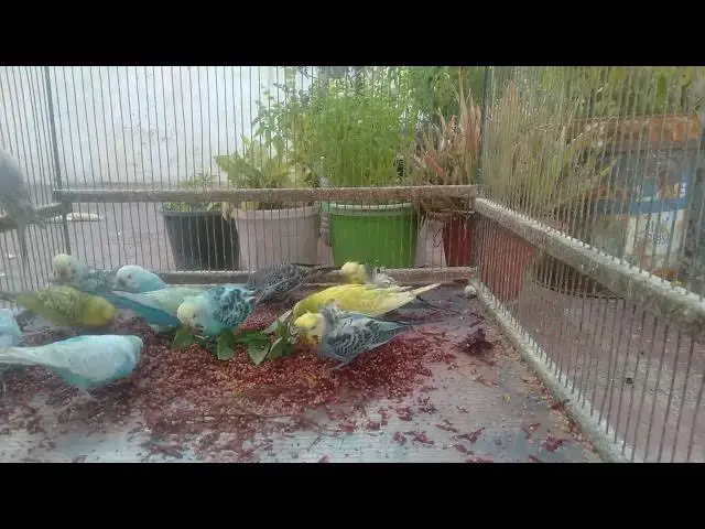 'Video thumbnail for 🐦 The SECRET Behind Unique Budgerigar Patterns REVEALED! 🕵️‍♂️✨'