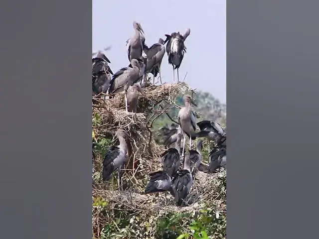 'Video thumbnail for Wild bird & Nest a lot birs EP 29 #birds #nestbird #birdalot #birdfeed #birdeat'