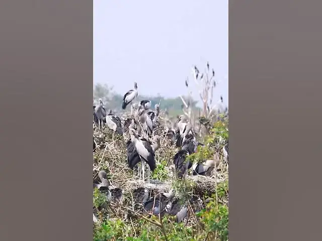 'Video thumbnail for Wild bird & Nest a lot birs EP 24 #birds #nestbird #birdalot #birdfeed #birdeat'