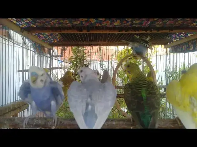 'Video thumbnail for 小さなセキセイインコの愛らしいおしゃべりタイム💬🐦'