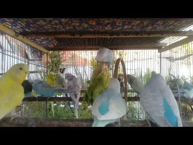 'Video thumbnail for 🌸 セキセイインコと心をつなぐ静かな時間'