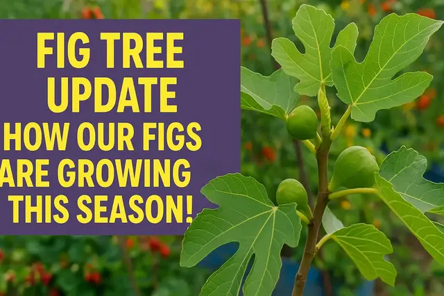 'Video thumbnail for Fig Tree Update | Tracking Fig Growth & Summer Care Tips'