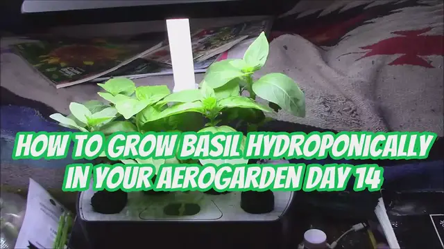 'Video thumbnail for How to Grow Basil Hydroponically in Your AeroGarden Day 14'