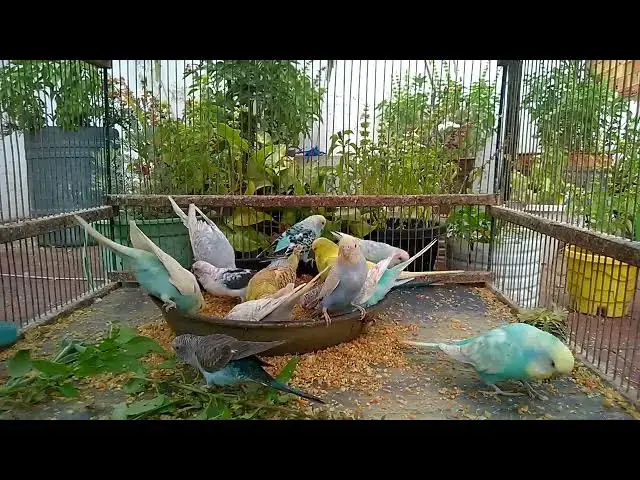 'Video thumbnail for Laugh Out Loud with These Silly Budgie Clips! 😂💚 #FunnyVideo'