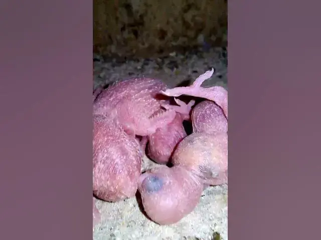 'Video thumbnail for TrumpAmazon bird usa is SO COOL#birds#parrot #birdslover #budgis #lovebirds #budgiegar #cute #health'