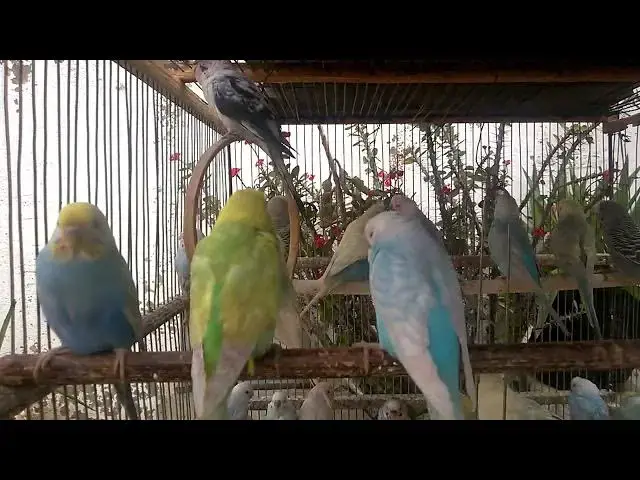 'Video thumbnail for The Ultimate Guide to Happy Budgie Training Tricks! 🐦💚'