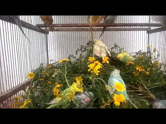 'Video thumbnail for Happy Budgies Singing A Cute Compilation! 💚💛✨ #Shorts'