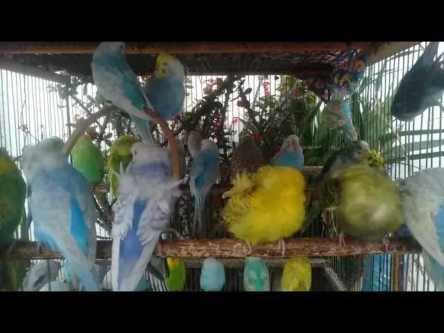 'Video thumbnail for 🎵 Calm Budgie Chirping  Soothing Bird Sounds for Sleep, Study & Relaxation 🐦 #BirdSounds #RelaxWit'
