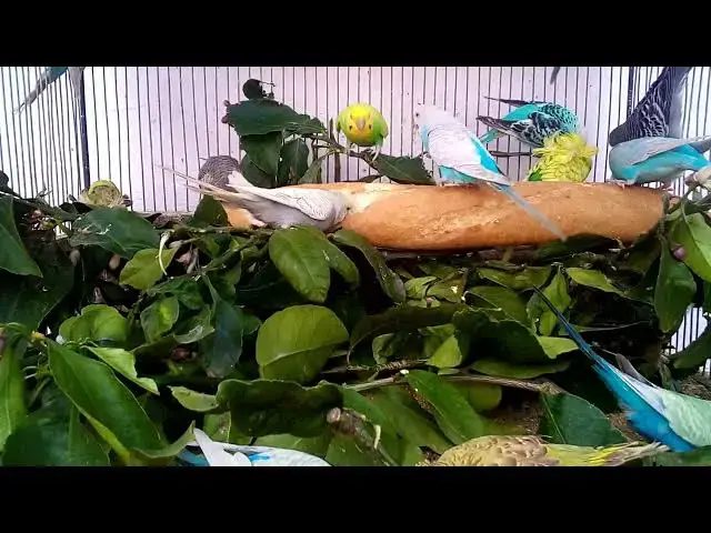 'Video thumbnail for What to Do If Your Budgie Escapes'