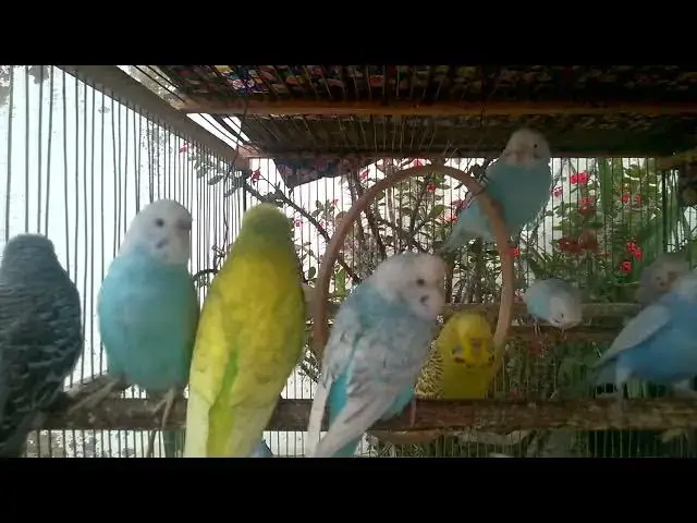 'Video thumbnail for 🌍 Peaceful World of Budgies – No Words, Just Beauty 🌿'