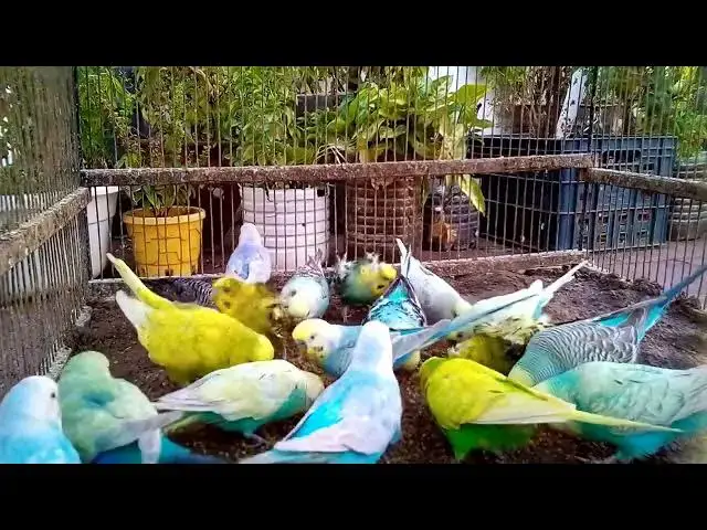 'Video thumbnail for 🥰 Cutest Budgie Ever Recorded – Emotional Bird Song That Will Make You Smile 😊 #BirdLovers #CutePe'