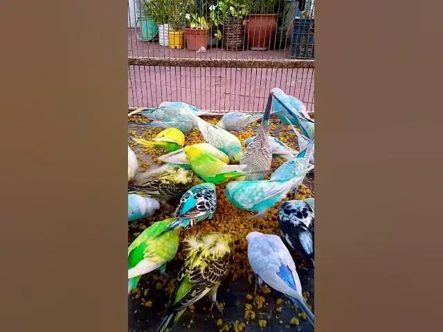 'Video thumbnail for Cutest Birds & Pets Ever!  U S #animals  #birds  #cute  #funny #viralshorts #usa  #love #funnyvideo'