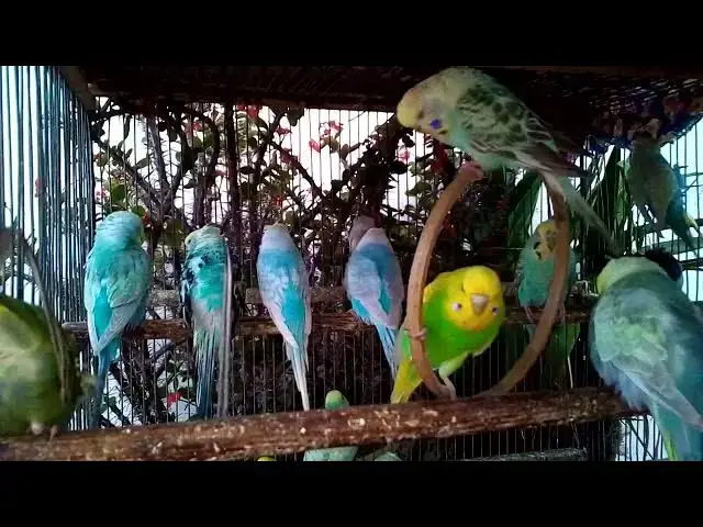 'Video thumbnail for 🐦 Relaxing Budgie Chirping All Night Long – Natural Bird Sounds to Help You Sleep Deeply 🌙 #SleepM'