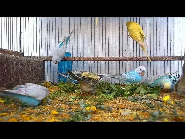 'Video thumbnail for The Most Colorful Budgie Mutations Unveiled! 💖✨ #Parakeet'