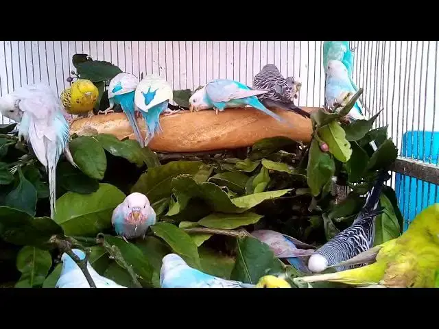 'Video thumbnail for Budgie Whistling Training Techniques'