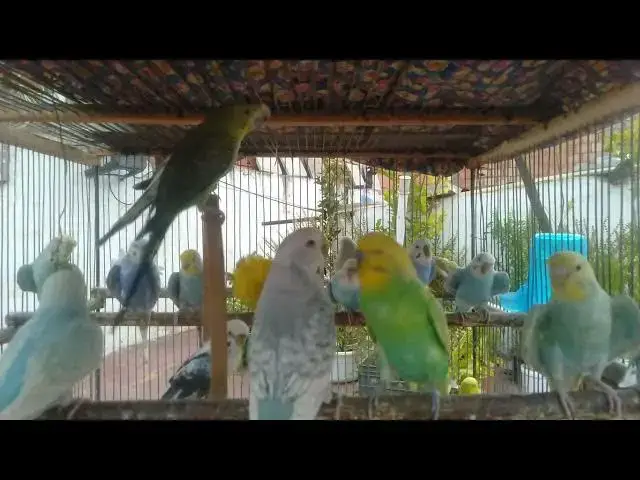 'Video thumbnail for セキセイインコの赤ちゃん 初めての鳴き声🐣✨'