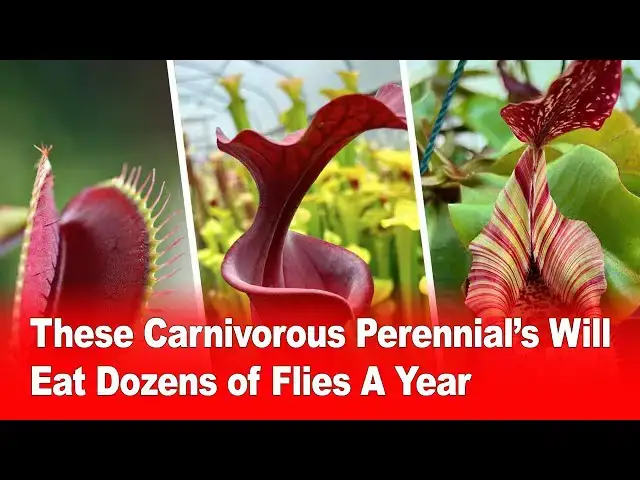 'Video thumbnail for These Carnivorous Perennials Will Eat Dozens of Flies a Year! 🪰🌱'