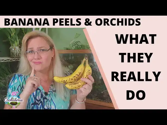 'Video thumbnail for Banana Peels in Orchid Care: 3 Methods to Increase Potassium, But Only 1 Works'