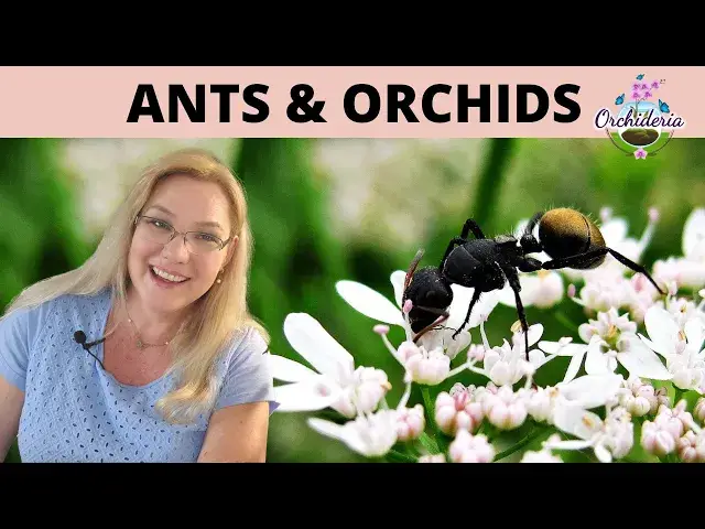 'Video thumbnail for Ants on Orchids: How To Get Rid of Them'
