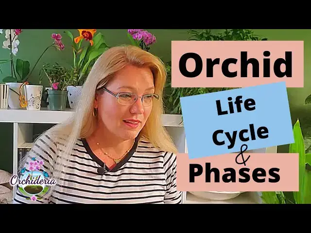 'Video thumbnail for This is Why Your Orchid is Wilting! Life Cycle, Dormancy & Phases'
