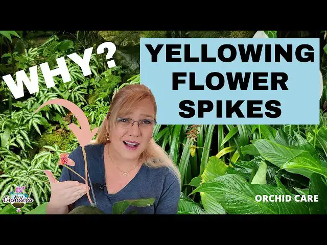 'Video thumbnail for Yellowing Orchid Spikes:7 Reasons & Their Remedies'