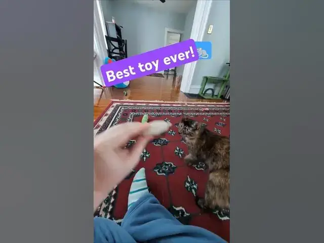 'Video thumbnail for 🐈‍⬛Soot's Favorite Toy! 🐀'