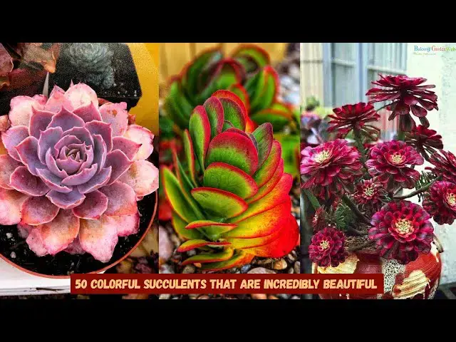 'Video thumbnail for 50 Colorful Succulents That Are Incredibly Beautiful'