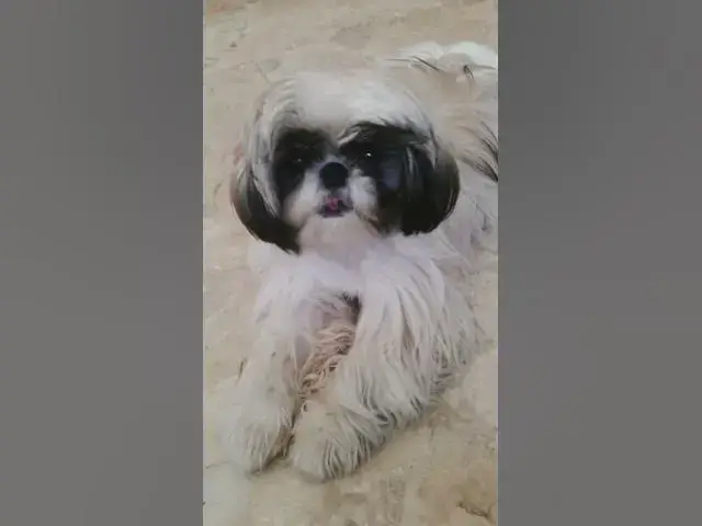 'Video thumbnail for Chummy And Lala When They’re Still Little| Cute Shih Tzu #cuteshihtzu #shihtzu'