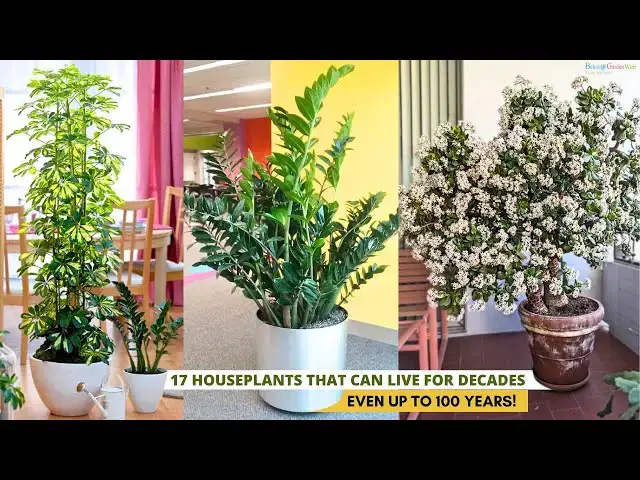 'Video thumbnail for 17 Houseplants That Can Live for Decades—Even Up to 100 Years!'
