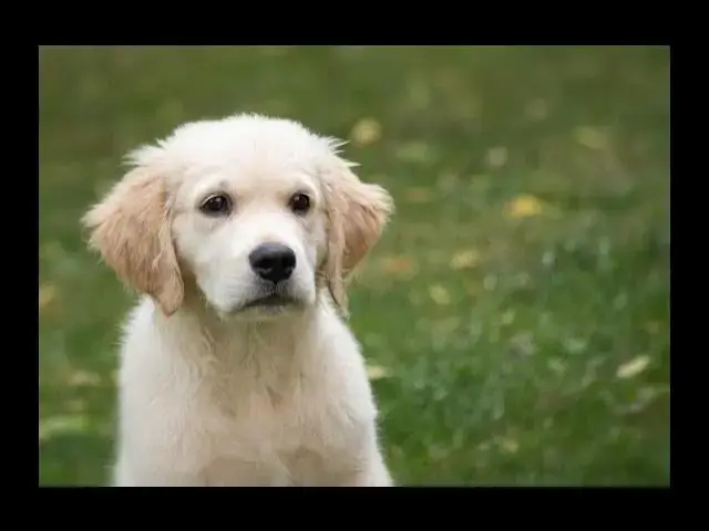 'Video thumbnail for Can Puppies Eat Asparagus? Healthy or Harmful'