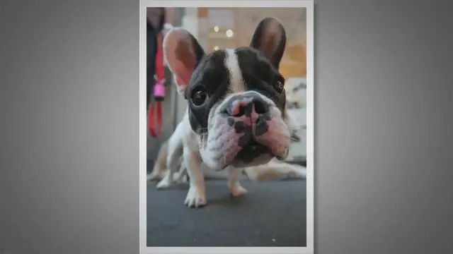 'Video thumbnail for What Were Bulldogs Bred For? 8 Points To Help You Learn Better'